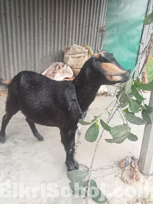 ছাগল
